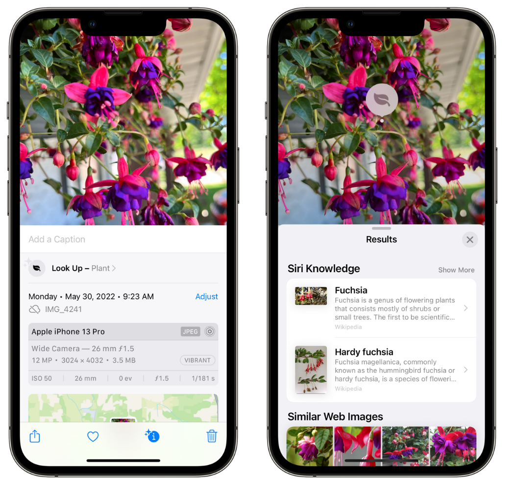灌阳苹果手机维修分享小技巧：使用 iPhone 相机识别花卉植物 